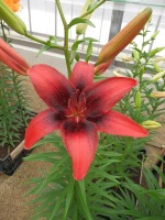 [4065 London Heart Mak No102.JPG]